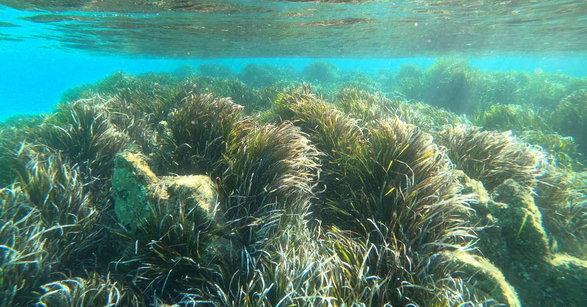 Image of Posidonia oceanica, a species protected by UNESCO.